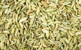 Fennel Seeds 320x200