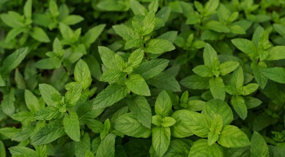 Serendib ingredients Herbs Spearmint Fresh organic mint in the garden 580x320