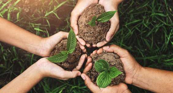 Serendib ingredients Who We Are Sustainability image 565x305